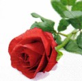 56-růže červená 33569d8e753c014