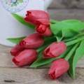 tulipán korálově červenýa5a707c4ec4012