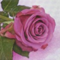 ubrousek růže růžová5bc6194289f12